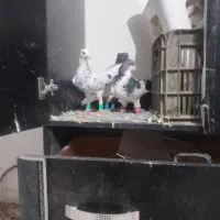 کفتر خال کله دم سار|پرنده|قلندر آباد, |دیوار