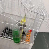 عروسی هلندی نر|پرنده|رویان, |دیوار