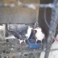 جفت ساده|پرنده|بیرجند, |دیوار