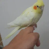 عروس هلندی لوتینو ماده دستی|پرنده|قم, پردیسان|دیوار