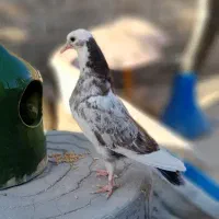 جوجه کفتر هما