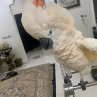 جوجه کاکادو ملوکان