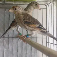 ۳تا سهره قناری نر عالی