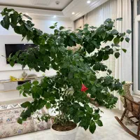 گل وگیاه|گل و گیاه طبیعی|بانه, |دیوار