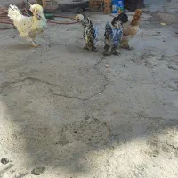 مرغ و خروس سلطان|حیوانات مزرعه|ملایر, |دیوار