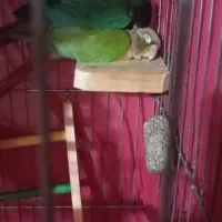 گیرینچیک سخنگو دو عدد