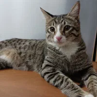 واگذاری گربه خانگی