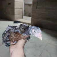 جوجه لاری از نسل بسیار خوب