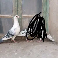 کفتر نسل دار|پرنده|بیرجند, |دیوار