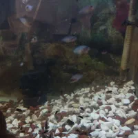 بچه نوزاد ماهی سیچلاید گوره خری|ماهی|تبریز, |دیوار