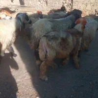 بره گوشتی|حیوانات مزرعه|کارون, |دیوار