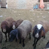 میش آبستن|حیوانات مزرعه|میان جلگه, |دیوار