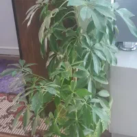 گل طبیعی|گل و گیاه طبیعی|دهگلان, |دیوار