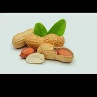 بادام زمینی  امسالی( غلاف دار) (درجه یک)