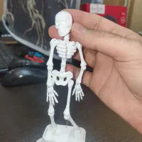 اسکلت آکواریومی