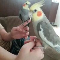 دو عدد عروس هلندی نر سخنگو