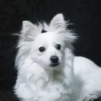 سگ پاکوتاه اشپیتز