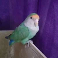 طوطی برزیلی