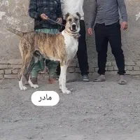 واگذاری ۴ توله نر|سگ|تربت‌حیدریه, کوی شهید احمدزاده ملکی|دیوار