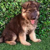 توله ژرمن شولاین موکلاسیک|سگ|تهران, توحید|دیوار