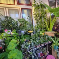 انواع گیاه و کاکتوس قیمت مناسب