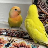 کوتوله طوطی برزیلی|پرنده|قدس, شهرقدس|دیوار