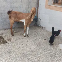 بز پاکستانی|حیوانات مزرعه|بندر دیر, |دیوار