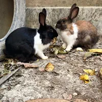 خرگوش خوشگل