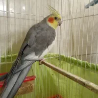 عروس هلندی نر