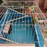 کوتوله برزیلی