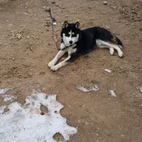 سگ هاسگی|سگ|هشترود, |دیوار