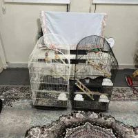 قفس پرنده