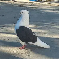 دوبالی نوک کوتاه