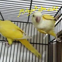 طوطی راهب|پرنده|زنجان, |دیوار