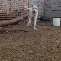 واگذاری توله شش ماهه