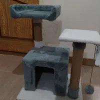 اسکرچه گربه