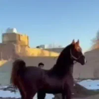 اسب نریان روزگاری