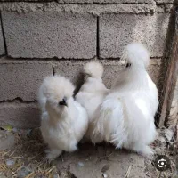 مرغ و خروس ابریشمی