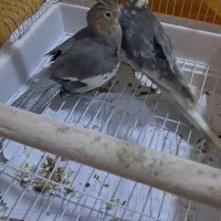 پرنده عروس هلندی