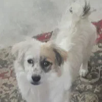 پت با مزه و باهوش