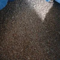 گندم دمه سیا داس