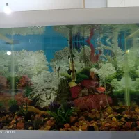 آکواریوم