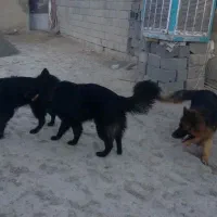 سگ ژرمن بلک اصل|سگ|اصفهان, بهارستان|دیوار