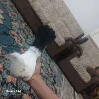 کله ای|پرنده|جیرفت, |دیوار