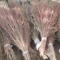 جارو شیرازی
