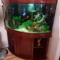 اکواریوم چینی سه گوش