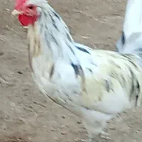 یک عدد خروس پاسیاه محلی