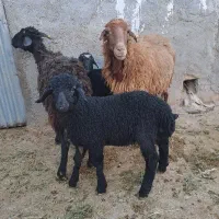 میش وبره داشتی