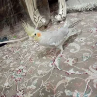 عروس هلندی ۵ماهه