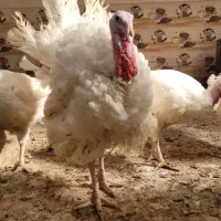 بوقلمون بیوتی